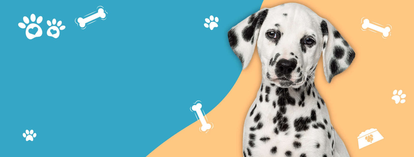 High-Quality Pet Supplies | Stylish Apparel, Toys & Grooming Essential ...